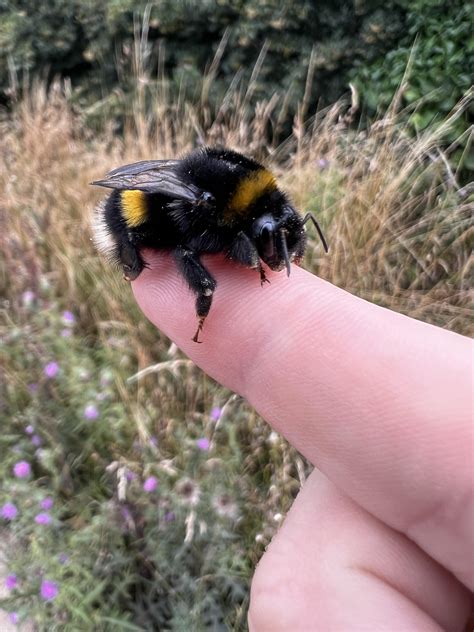 Bumble Bee Queen Size