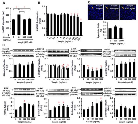 Ijms Free Full Text Anti Atherogenic Effects Of Vaspin On Human