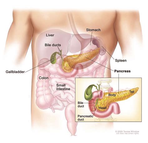 A diagram showing the location of the pancreas within the human body ...