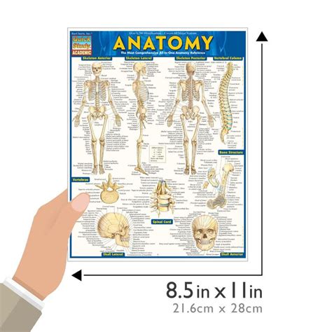 anatomy quickstudy laminated reference guide quickstudy academic
