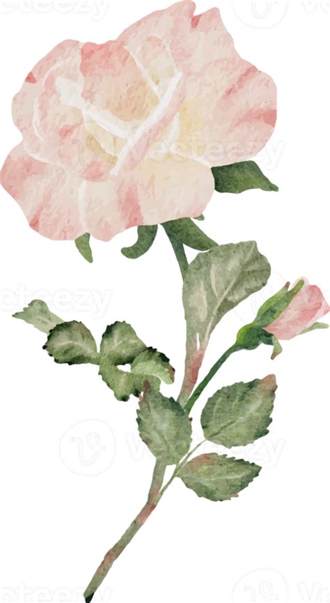 Watercolor Blooming Rose Branch Flower Bouquet 11099165 PNG