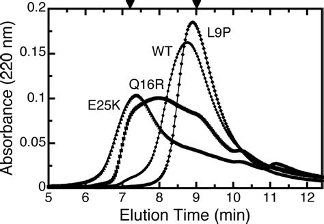 Evidence For An Essential Function Of The N Terminus Of A Small Heat