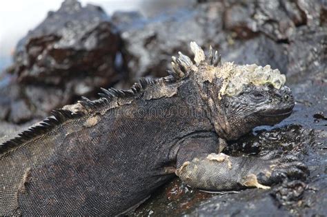 Side On Portrait Of Marine Iguana Amblyrhynchus Cristatus Laying On