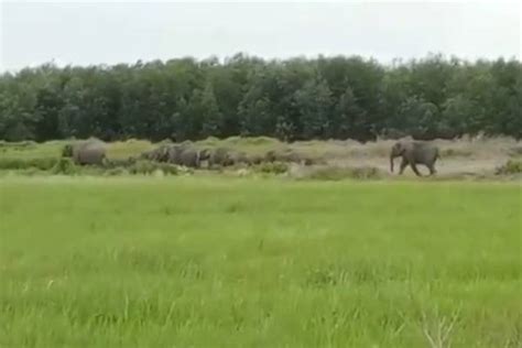 Viral Puluhan Gajah Terekam Berjalan Keluar Hutan Produksi Di Ogan