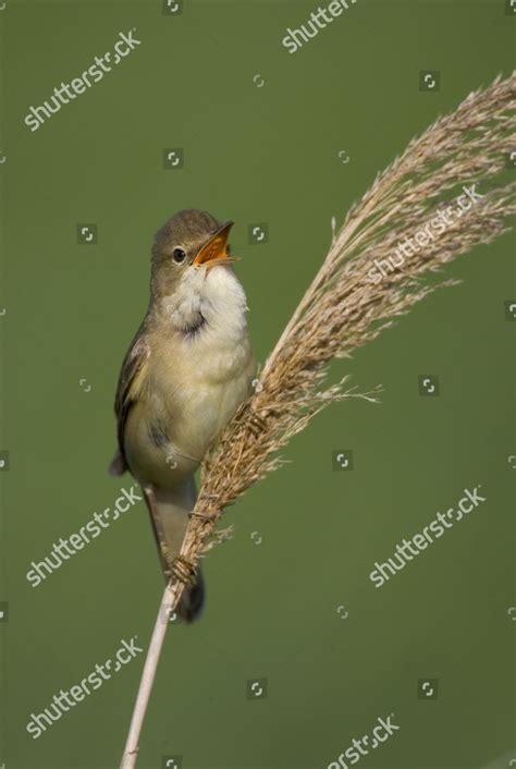 Marsh Warbler Acrocephalus Palustris Neusiedler See Editorial Stock