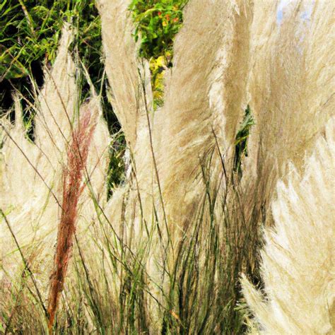 Comment R Ussir La Plantation Des Fleurs De Pampas Dans Votre Jardin