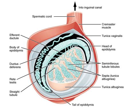 Testículos Concise Medical Knowledge