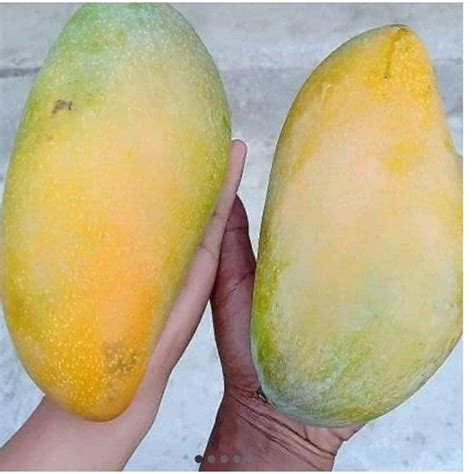 Jual Mangga Gajah Manis Segar 1 Kg Fresh Shopee Indonesia