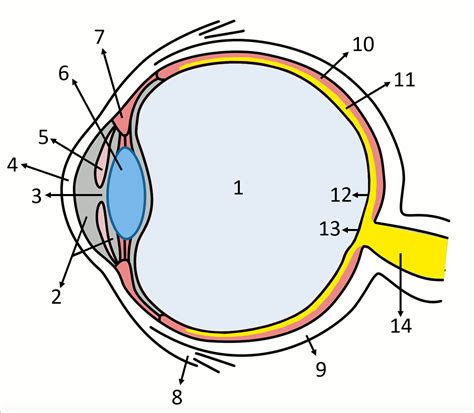 Auge Biologie Unterricht Im Digitalen Zeitalter