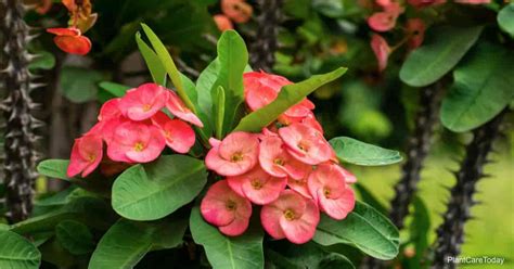 Is The Crown Of Thorns Plant Poisonous Or Toxic Bintbiz