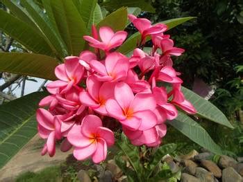 Frangipani or plumeria by Heru Purwanto