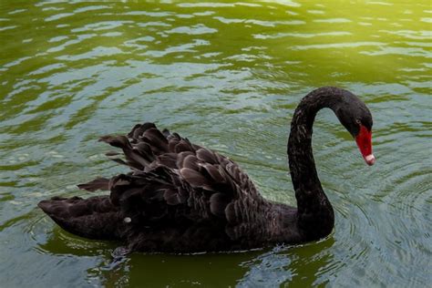 Premium Photo | Black swans in the park