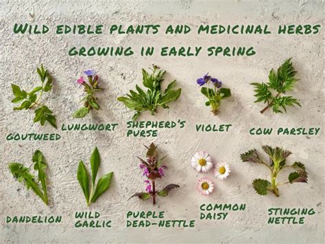 Free Food in the Wild! Top Edible Plants You Should Know About