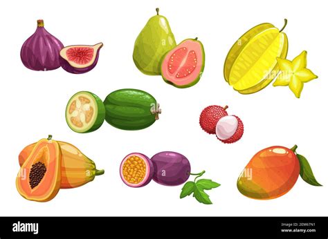 Tropical Fruits Vector Fig Carambola And Papaya Mango Guava And Passion Fruit Feijoa And