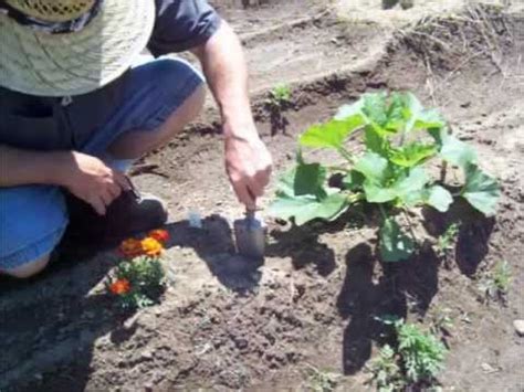 Transplanting Okra Seedlings Vegetable Gardening Youtube