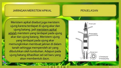 Jaringan Meristem Lateral Brain