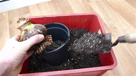 Repotting My Amaryllis Bulbs 2021 Youtube