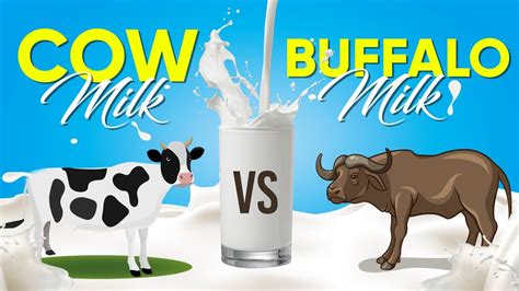 Cow Milk Vs Buffalo Milk Fit Flames Youtube