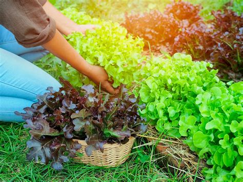 Havesting Leaf Lettuce Like a Pro