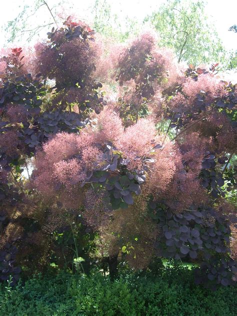 Plantfiles Pictures Smoke Tree Cookes Purple Smoke Tree Cotinus