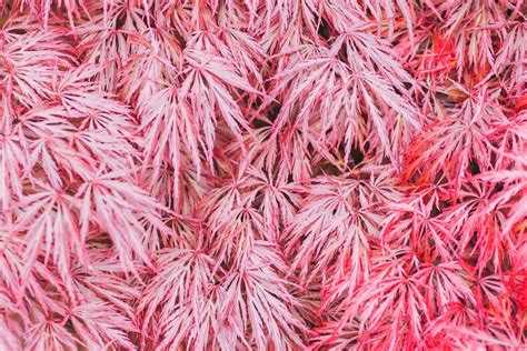 How To Grow And Care For Weeping Japanese Maples