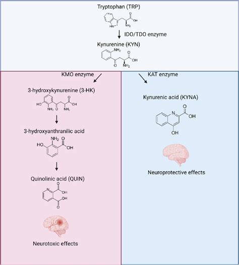 Overview Of The Kynurenine Pathway Abbreviations TDO Tryptophan