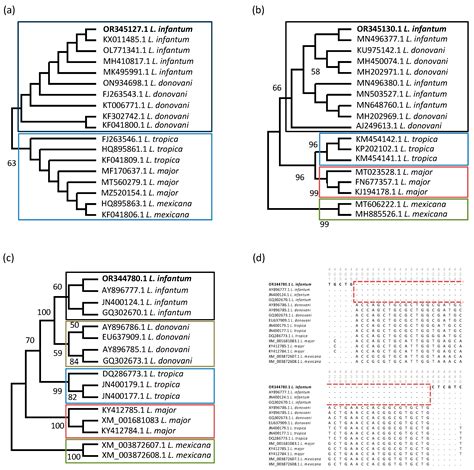 Pathogens Free Full Text First Detection And Molecular Analysis Of