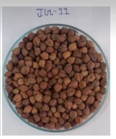 Certified Gram Seeds JG-11 at Rs 9000/quintal | Bhawarkua | Indore | ID: 16833198330