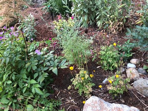 Licorice Mint Hyssop A Tree Garden