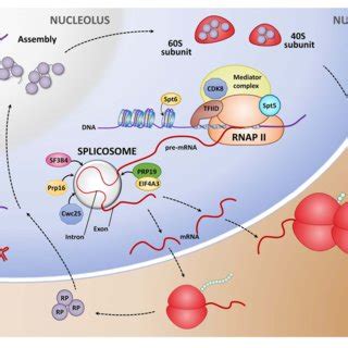 Pdf Knockdown Of Genes Involved In Transcription And Splicing Reveals