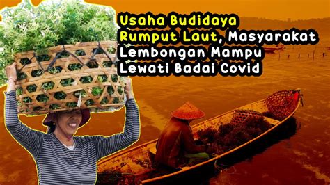 Berkat Usaha Budidaya Rumput Laut Masyarakat Lembongan Mampu Lewati