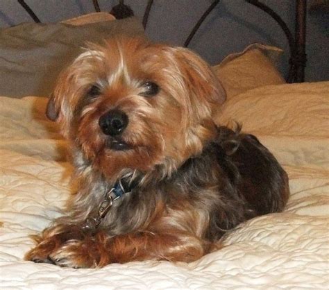 Dorkie (Dachshund Yorkie Mix) Dog Breed Information, Puppies, Pictures