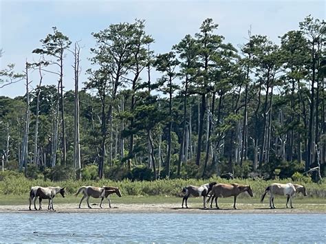 Snug Harbor Marina Boat Rentals (Chincoteague Island) - All You Need to ...