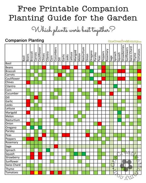 Companion Planting List Guide