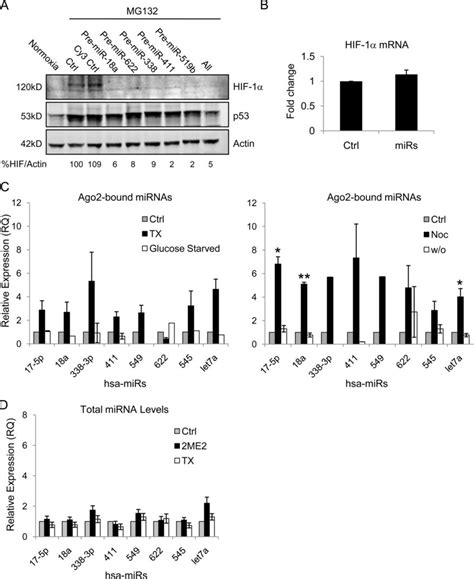 Role Of Hif 1αtargeting Mirnas In The Microtubule Dependent