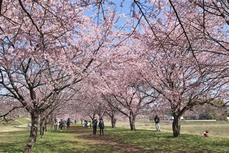 北浅羽桜堤公園の安行寒桜 四季・めぐりめぐりて