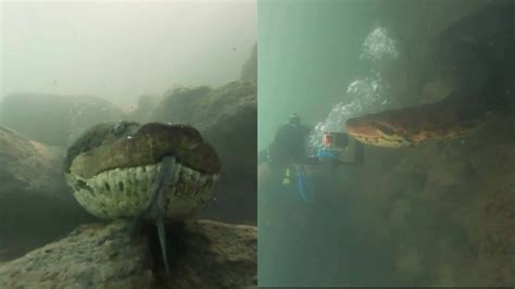 Diver has incredible face to face encounter with giant anaconda - YouTube