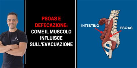 Psoas E Defecazione Come Il Muscolo Influisce Sull Evacuazione