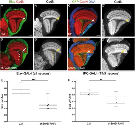 Lobula Plate Development Requires Soxd Function Ab Immunostaining