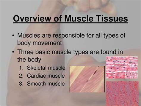 Ppt The Muscular System Powerpoint Presentation Free Download Id