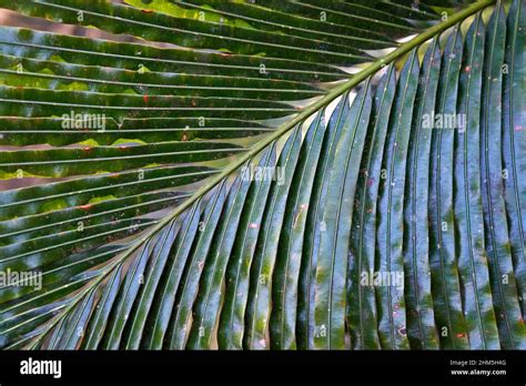 Feuille De Sagou Tropical Banque De Photographies Et Dimages Haute