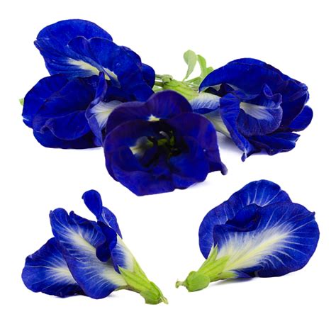 20 Free Clitoria And Clitoria Ternatea Images Pixabay