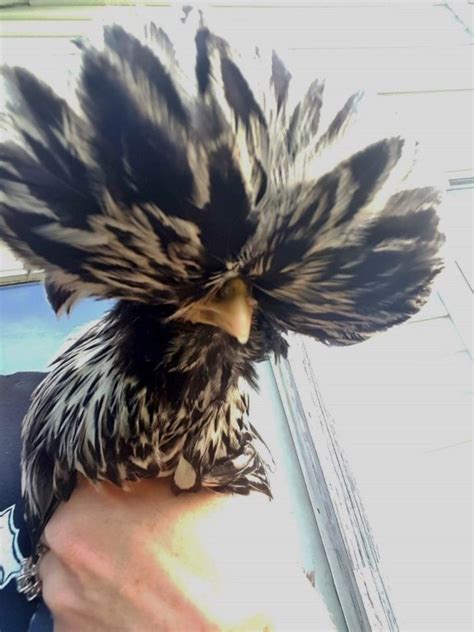 Silver Laced Polish Chicken Baby Chicks For Sale Cackle Hatchery