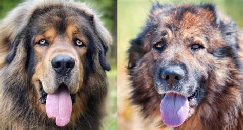 What's the Difference Between a Tibetan Mastiff and a Caucasian Shepherd? - K9 Web