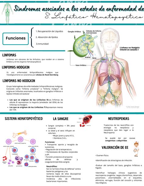 Sistema Linfatico Y Hematopoyetico Cuidado De Enfermer A En Procesos