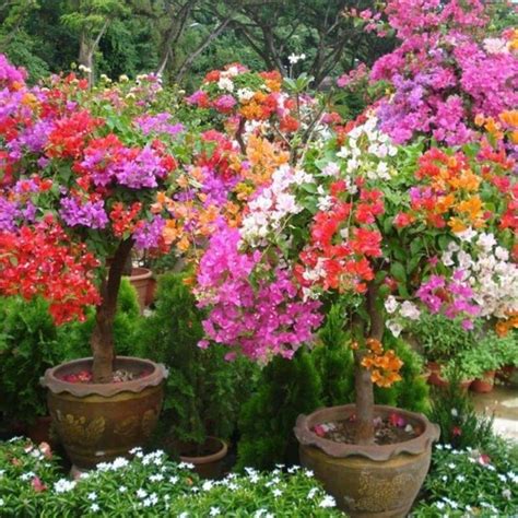 jual bibit tanaman bugenvil tanaman hias bunga langka bugenvile