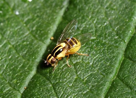 chloropidae alchetron   social encyclopedia
