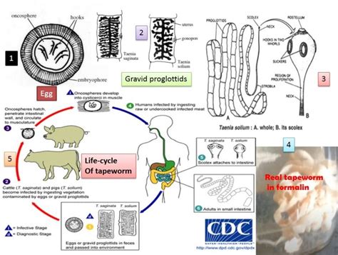 Tapeworm Introduction Morphology Life Cycle Mode Of Infection Patho