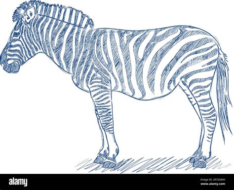 Vector Pen Sketch Of A Zebra In Blue Ink Stock Vector Image And Art Alamy