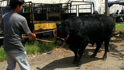 Sapi Brangus Bikin Geger Pasar Sapi Banjarnegara - YouTube